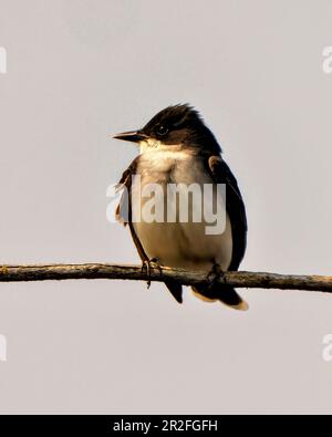 Eastern King Bird primo piano vista frontale appollaiata su un ramo con muschio con uno sfondo grigio cielo nel suo ambiente e habitat circostante. Foto Stock