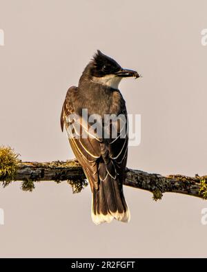 Eastern Kingbird primo piano vista posteriore arroccato su un ramo con muschio e un insetto nel suo becco con un cielo sfondo grigio nel suo ambiente e habitat. Foto Stock