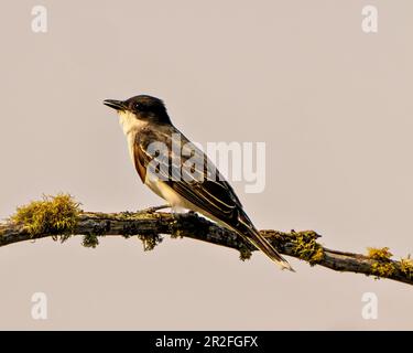 Eastern King Bird primo piano vista laterale appollaiata su un ramo con muschio con uno sfondo grigio cielo nel suo ambiente e habitat circostante. Foto Stock