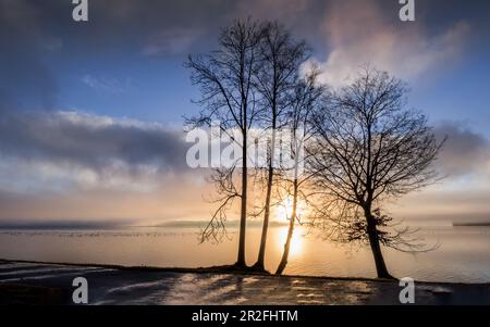 Alberi all'alba sulla riva del lago Starnberg, Tutzing, Baviera, Germania Foto Stock