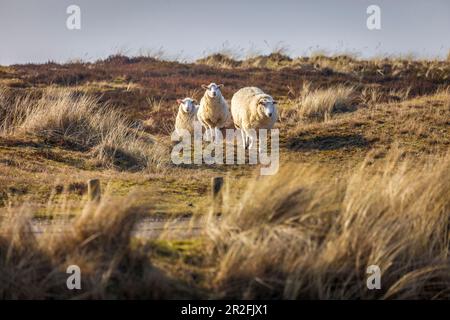 Pecore nella riserva naturale di Ellenbogen, Sylt, Schleswig-Holstein, Germania Foto Stock