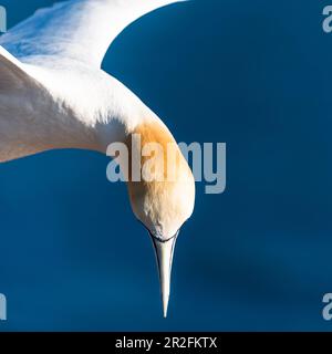 Gannet settentrionale nella piazza, Helgoland, Mare del Nord, Schleswig-Holstein, Germania Foto Stock