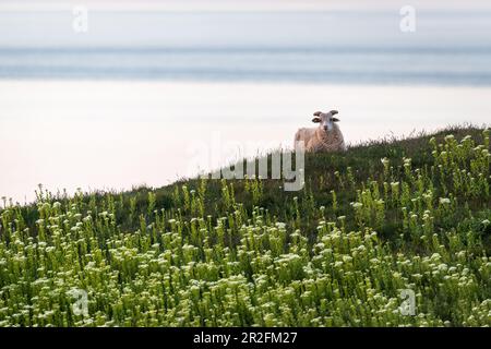 Heidschnuke su Helgoland, Mare del Nord, Schleswig-Holstein, Germania Foto Stock