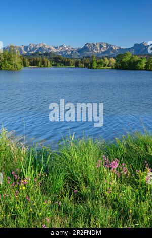 Schwaltenweiher con i monti Tannheimer sullo sfondo, Schwaltenweiher, Ostallgäu, Allgäu, Swabia, Baviera, Germania Foto Stock