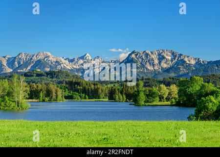 Schwaltenweiher con i monti Tannheimer sullo sfondo, Schwaltenweiher, Ostallgäu, Allgäu, Swabia, Baviera, Germania Foto Stock