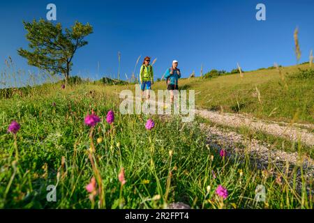 Uomo e donna che camminano attraverso prati fioriti, Grande anello dei Sibillini, Monti Sibillini, Parco Nazionale Monti Sibillini, Parco na Foto Stock