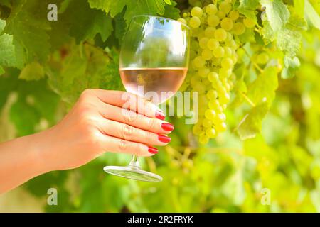 Mano con manicure rosso che tiene un bicchiere di vino rosato al vigneto Foto Stock