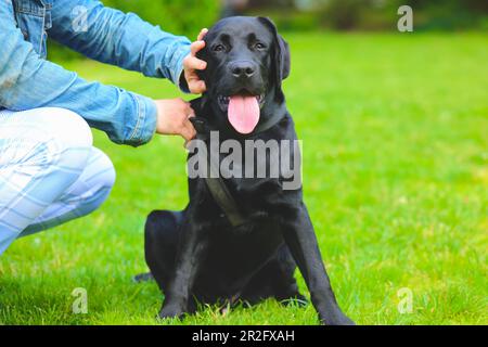 Nero Labrador cucciolo sull'erba con proprietario. buon cane seduto nel parco Foto Stock