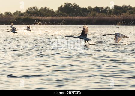 Schwände nel Delta del Danubio, Sulina, Tulcea, Romania, Foto Stock