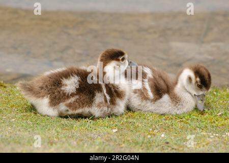 Due oche egiziane (Alapochen aegyptiacus) che giacciono sulla riva del lago, pulcini, Phoenix Lake, Hoerde, Dortmund, Zona della Ruhr, Renania settentrionale-Vestfalia, Germania Foto Stock