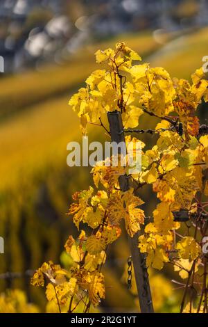 Ottobre d'oro nel vigneto, Winningen, Mosella, Renania-Palatinato Foto Stock