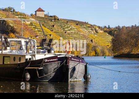 Nave Harmonie Stuttgart sul Neckar a Stuttgert, vigneti colorati, Stoccarda, Baden-Wuerttemberg, Germania Foto Stock