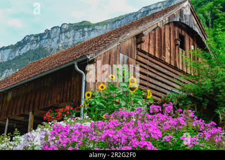 Fiori lussureggianti di fronte ad un vecchio magazzino di legno, Isenthal, Svizzera Foto Stock