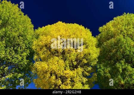 Alberi intensamente colorati con fogliame giallo e verde contro un cielo blu profondo, Millau, Francia Foto Stock