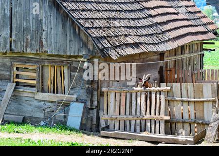 Vecchio fienile con capra curiosa sulla recinzione, vicino a Imeno, Croazia Foto Stock