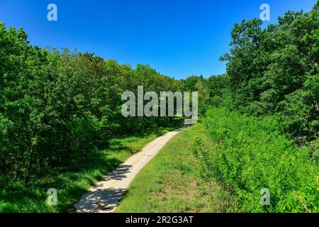 Una strada solitaria sterrata conduce attraverso la foresta nei pressi di Vasvar, Ungheria Foto Stock