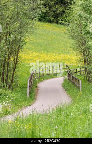 Percorso ciclabile attraverso prato in una foresta con ponte, Baden-Wuerttemberg, Germania Foto Stock