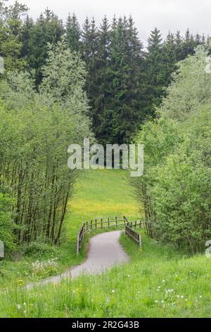 Percorso ciclabile attraverso prato in una foresta con ponte, Baden-Wuerttemberg, Germania Foto Stock