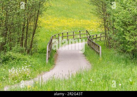 Percorso ciclabile attraverso prato in una foresta con ponte, Baden-Wuerttemberg, Germania Foto Stock