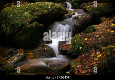 Autunno nel Höllbachtal, Rettenbach, Palatinato superiore, Foresta Bavarese, Baviera, Germania; Europa Foto Stock