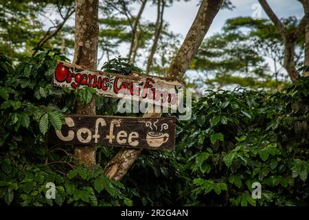 Bolaven, altopiano, montagne, Sud, Sud-Est asiatico, Laos, Asia, verde, paesaggio, caffè, Caffè Mystic Mountain, Champasak Foto Stock