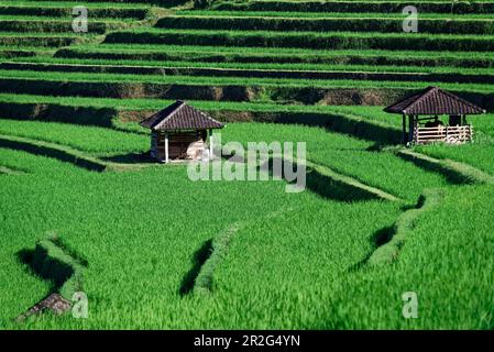 Coltivazione del riso e sistema di irrigazione di Jatiluwih, Bali, Indonesia, Asia sudorientale, Asia Foto Stock