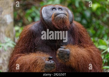 Orangutan maschile nel Parco Nazionale di Tanjung Puting, Borneo Island, Indonesia, Sud-est asiatico Foto Stock
