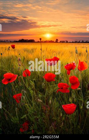 Sonnenuntergang, Sonne, Kornfeld, Mohn, Blumen, Lipsia, Sachsen, Deutschland, Europa Foto Stock