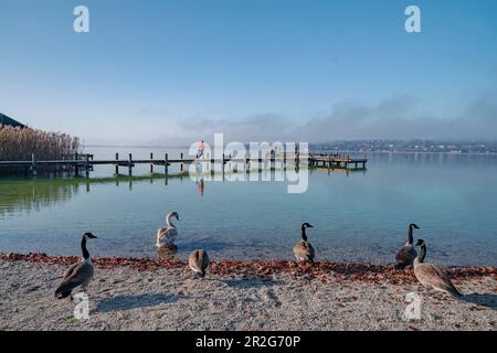 Vista mattutina del molo sul lago di Starnberg sulla spiaggia di Perca, Starnberg, Baviera, Germania. Foto Stock