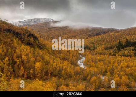 Corso di fiume nel paesaggio autunnale, foresta, Senja, Norvegia. Nuvole basse. Foto Stock