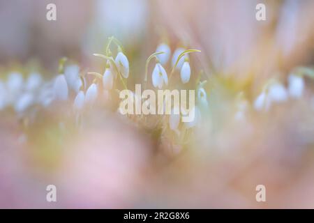 Nevicate nella soleggiata foresta primaverile, Baviera, Germania, Europa Foto Stock