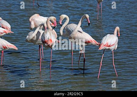 Bird watching nel Parc Ornithologique du Pont de Gau, Camargue, Bouches-du-Rhone, Provence-Alpes-Cote d'Azur, Francia Foto Stock