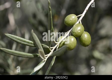 Salonenque Olives, Maussane-les-Alpilles, Bouches-du-Rhone, Provence-Alpes-Côte d'Azur, Francia Foto Stock