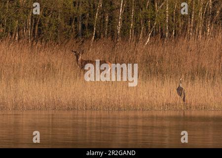 Cervi e gru nelle canne sulle rive del Rederangsee, Müritz, Waren. Meclemburgo Pomerania occidentale, Germania Foto Stock