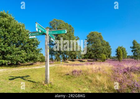 Segnaletica con sentieri escursionistici nella brughiera di Lüneburg, Bispingen, bassa Sassonia, Germania Foto Stock