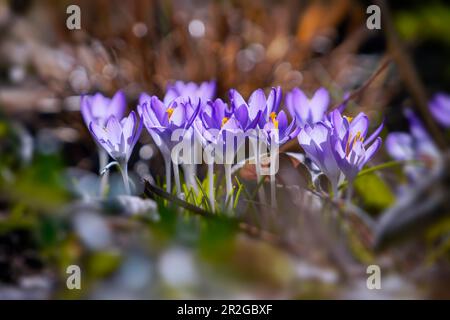 Croci colorati nella foresta primaverile, Baviera, Germania Foto Stock