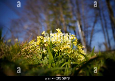 Cowslips nella soleggiata foresta primaverile, Baviera, Germania Foto Stock