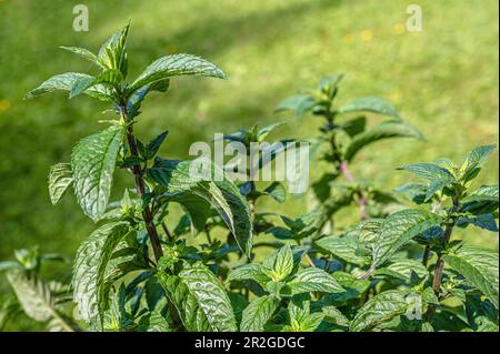 Primo piano dei fiori rosa di Camelia Japonica, Bernhard Lauterbach' nel castello di Zuschendorf, Sassonia, Germania Foto Stock