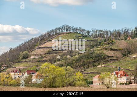 Vigneti della Spaargebirge visto dalla Elberadweg tra Dresda e Meissen sulla riva sinistra dell'Elba, Sassonia, Germania Foto Stock