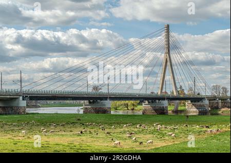Gregge di pecore ai ponti di Niederwartha Elba visti dall'Elberadweg sulla riva sinistra dell'Elba, Dresda, Sassonia, Germania Foto Stock
