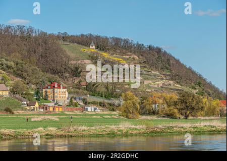 Vigneti della Spaargebirge visto dalla Elberadweg tra Dresda e Meissen sulla riva sinistra dell'Elba, Sassonia, Germania Foto Stock