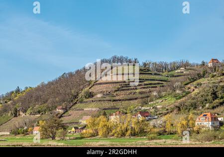 Vigneti della Spaargebirge visto dalla Elberadweg tra Dresda e Meissen sulla riva sinistra dell'Elba, Sassonia, Germania Foto Stock