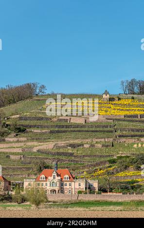 Vigneti della Spaargebirge visto dalla Elberadweg tra Dresda e Meissen sulla riva sinistra dell'Elba, Sassonia, Germania Foto Stock