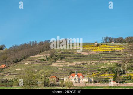 Vigneti della Spaargebirge visto dalla Elberadweg tra Dresda e Meissen sulla riva sinistra dell'Elba, Sassonia, Germania Foto Stock