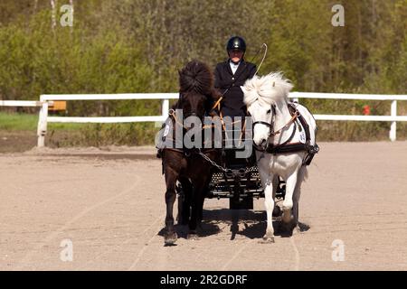 UMEA, SVEZIA IL 30 MAGGIO 2015. Partecipanti non identificati al concorso cart trainati da cavalli, abilità di guida a cavallo. Uso editoriale. Foto Stock