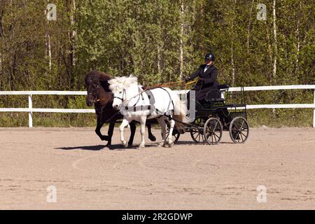 UMEA, SVEZIA IL 30 MAGGIO 2015. Partecipanti non identificati al concorso cart trainati da cavalli, abilità di guida a cavallo. Uso editoriale. Foto Stock