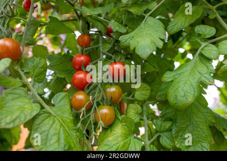 Pomodori ciliegini sul vitigno, maturando in momenti diversi con una gres brillante, foglie lussureggianti e frutteti rossi e verdi. Foto Stock