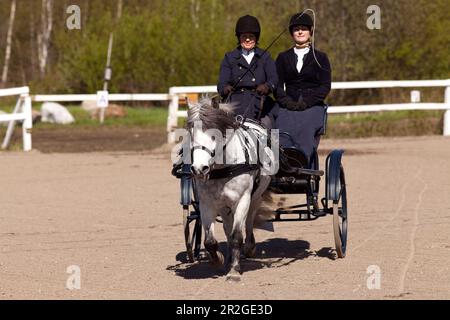 UMEA, SVEZIA IL 30 MAGGIO 2015. Partecipanti non identificati al concorso cart trainati da cavalli, abilità di guida a cavallo. Uso editoriale. Foto Stock