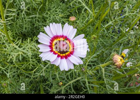 Splendidi fiori Daisy visti in estate con petali sani e dai colori vivaci. Bianco, giallo, rosa e rosso multicolore. Foto Stock