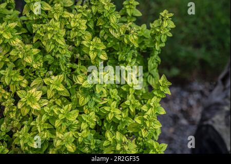 Stabilimento francese di Oregano (Origanum Onites) Foto Stock